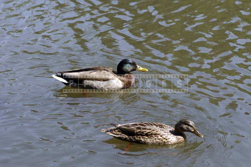 Charismatic Picture of Two Mallard Ducks