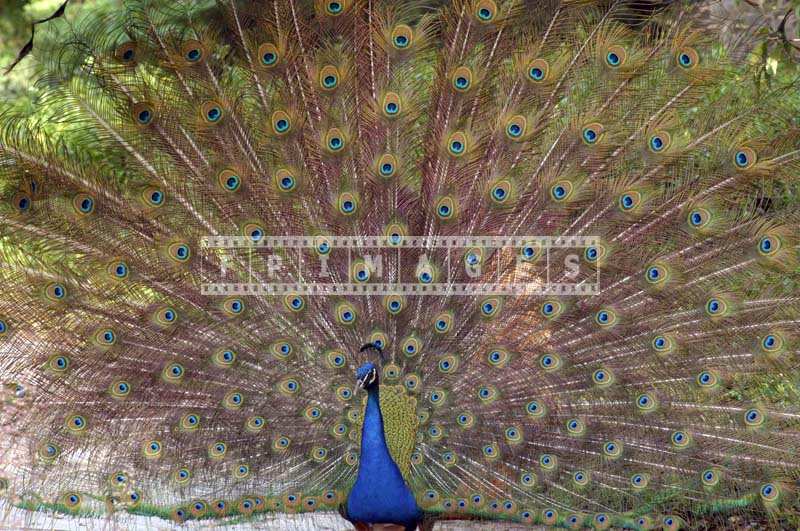 Picture of a Beautiful Peacock image during courtship