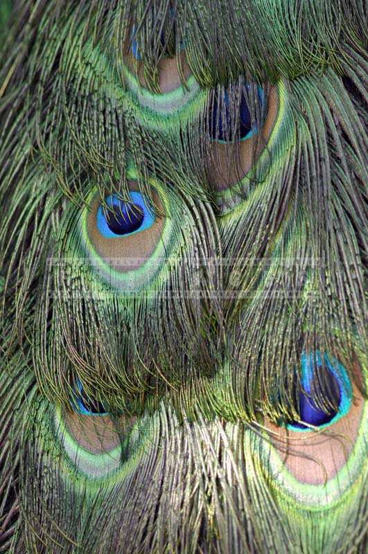 Image of Gorgeous Peacock blue-green Feathers