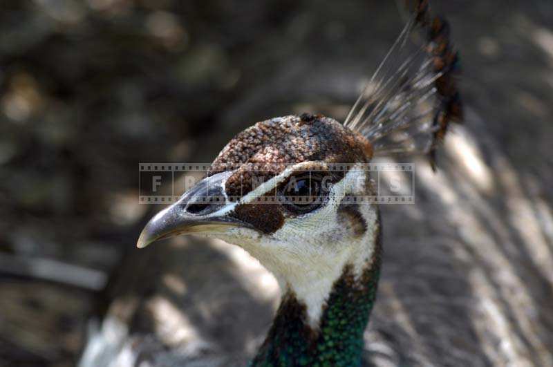 Close up Image of A Peacock Head