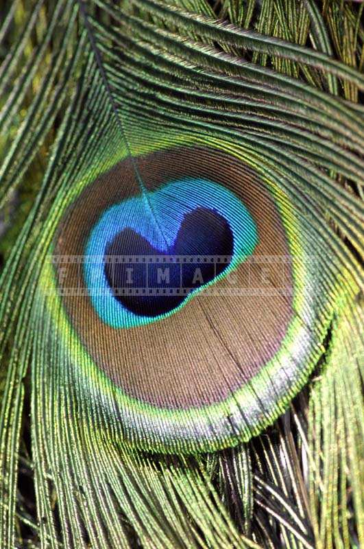 Macro Image of a Beautiful Peacock Eye Feather