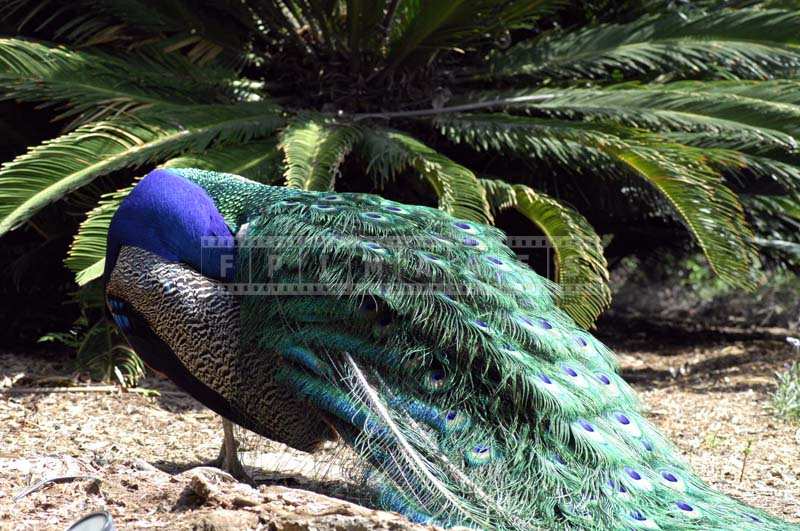 Colorful peacock at rest
