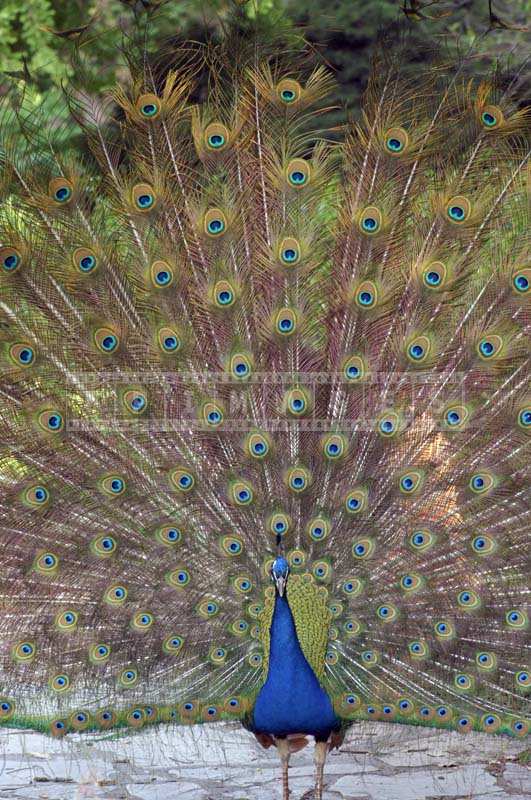 Picture of Peacock with tail fully opened