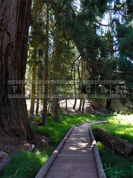 Walking path in Sequoia National Park