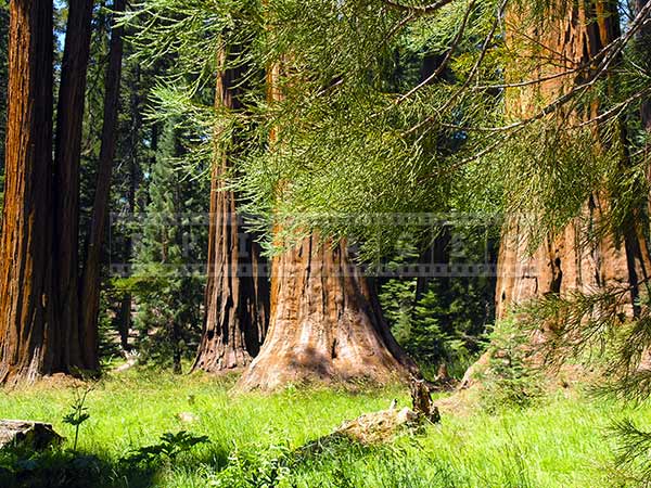 Beautiful forest landscapes, hike amongst redwoods trees pictures