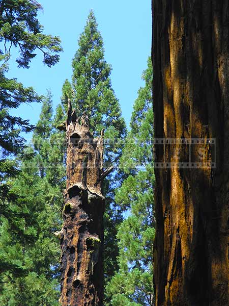 Fire damaged sequoia stump in sequoia national park