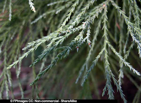 giant sequoia evergreen leaves, nature pictures