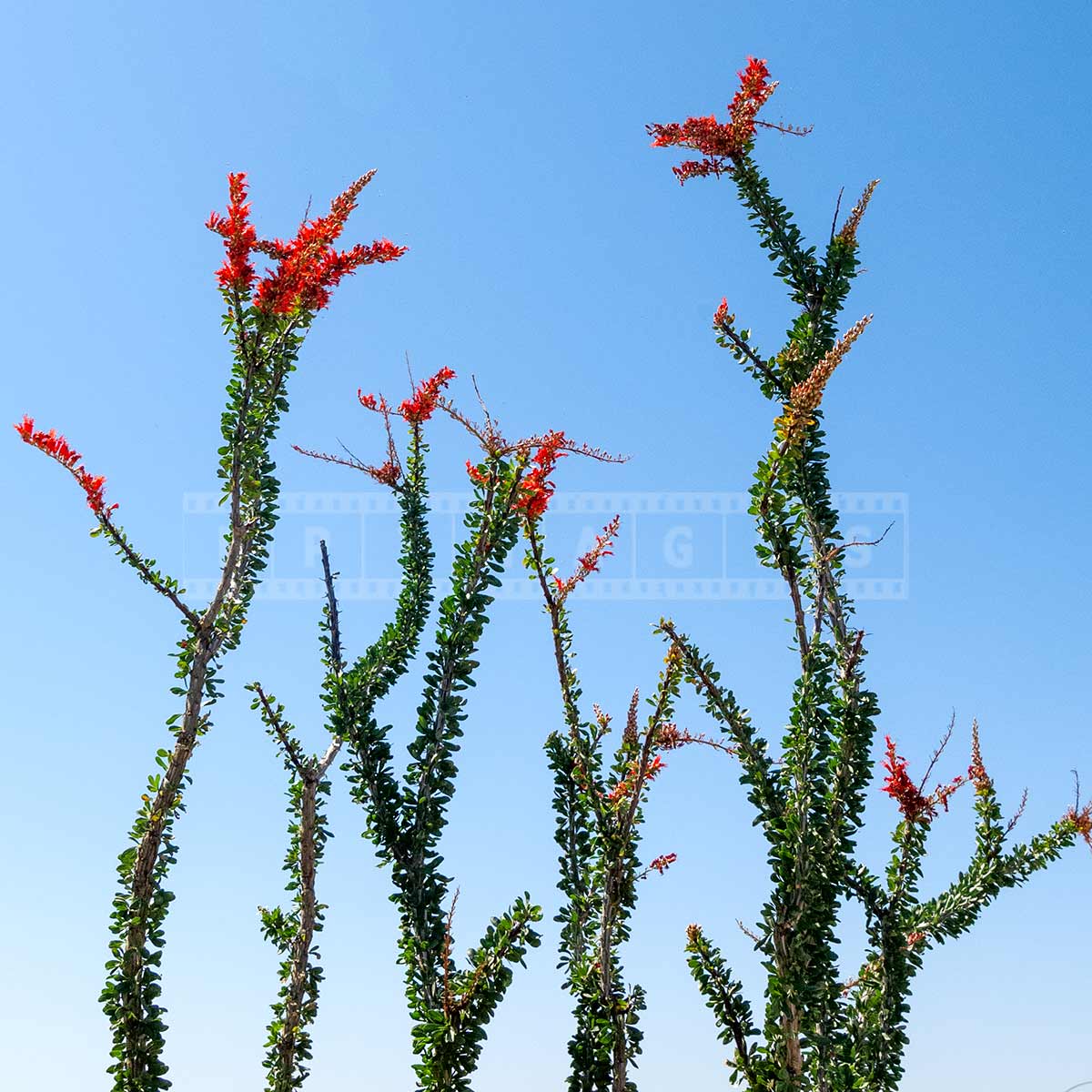 Ocotillo desert plant in bloom