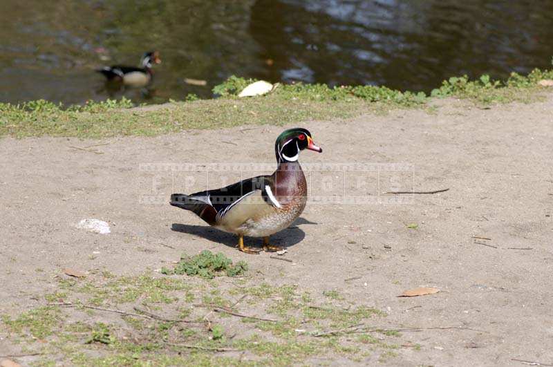 Brightly colored Wood Duck