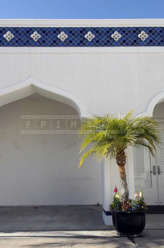 A Palm with the Backdrop of White Building