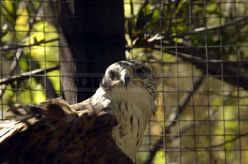 Image of Ferruginous Hawk at Living Desert