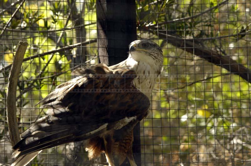 Ferruginous Hawk Pictured inside its Cage