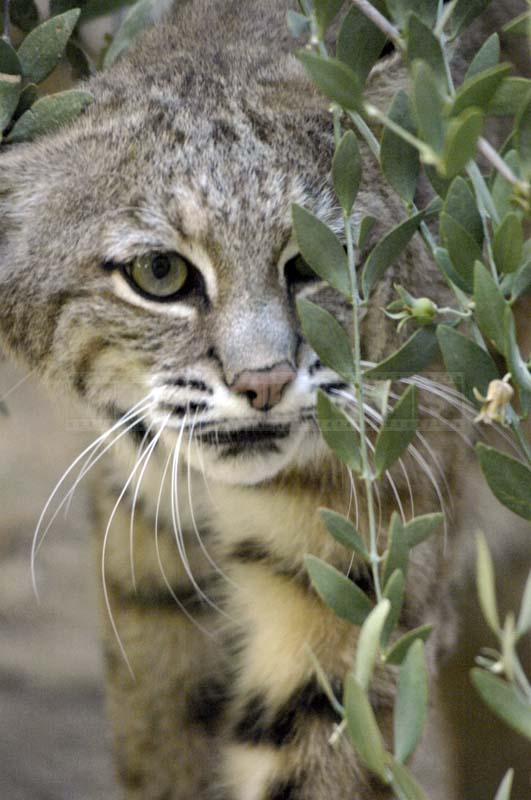 A Close Picture of Wild Cat at Zoo