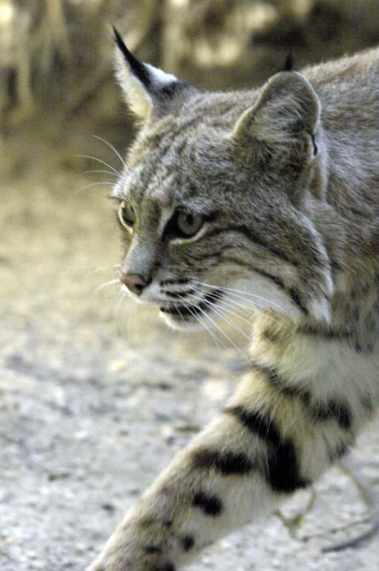 Bobcat at the Zoo