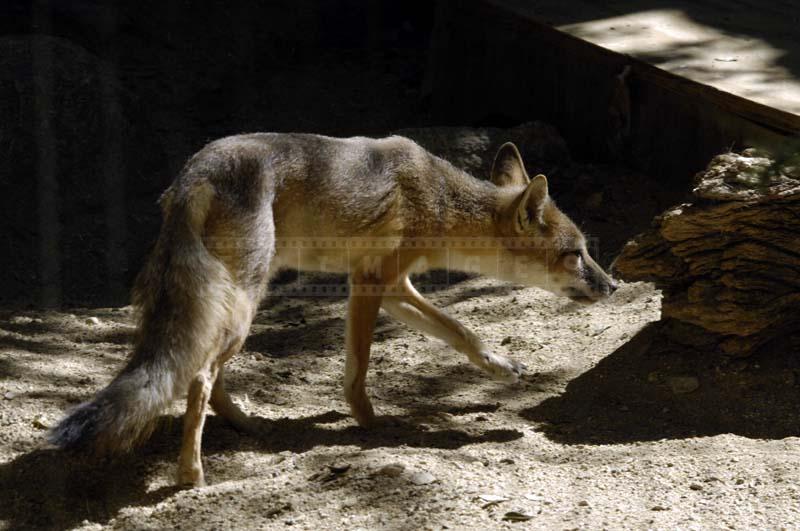 Swift Fox sniffing around