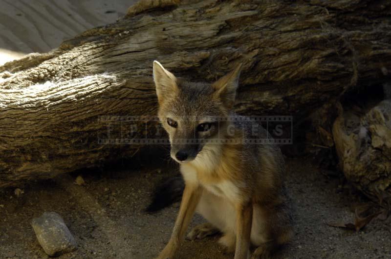 A Swift Fox Posing for the Camera