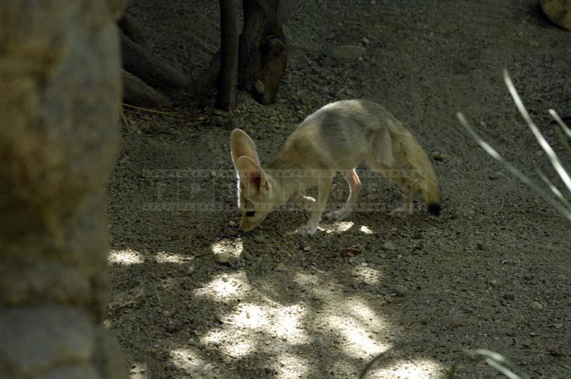 Africa’s Fennec Fox