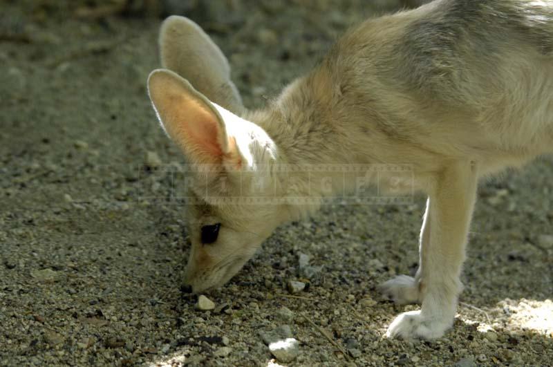 Ears of Africa’s Fennec