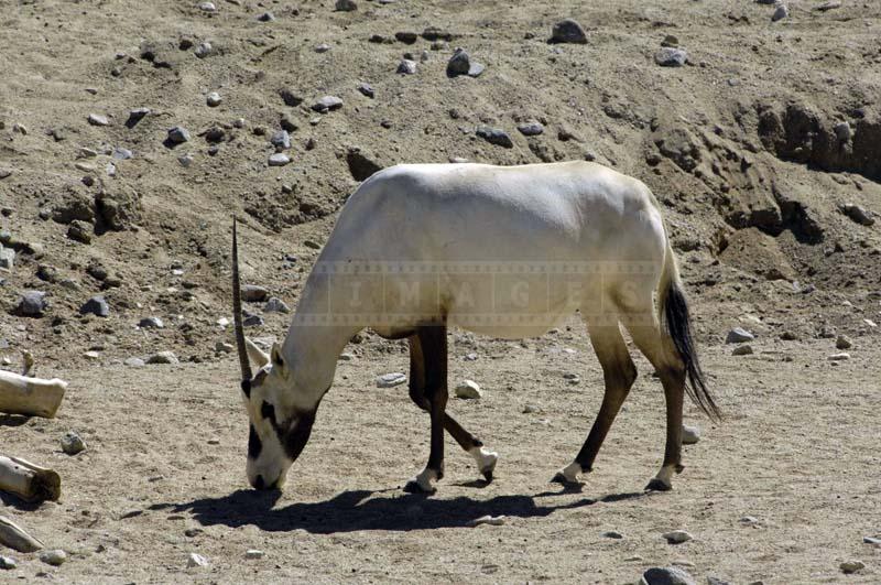 An Arabian Oryx