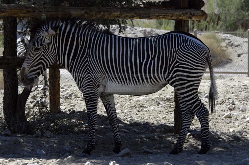 Grevy’s Zebra at Living Desert Palm Springs