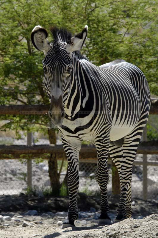 Front View of Grevy’s Zebra