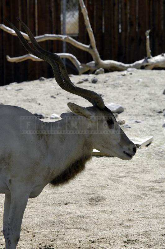 Photo of Addax Antelope at Living Desert