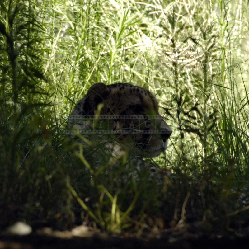 A Cheetah Resting Amidst savannah Grass