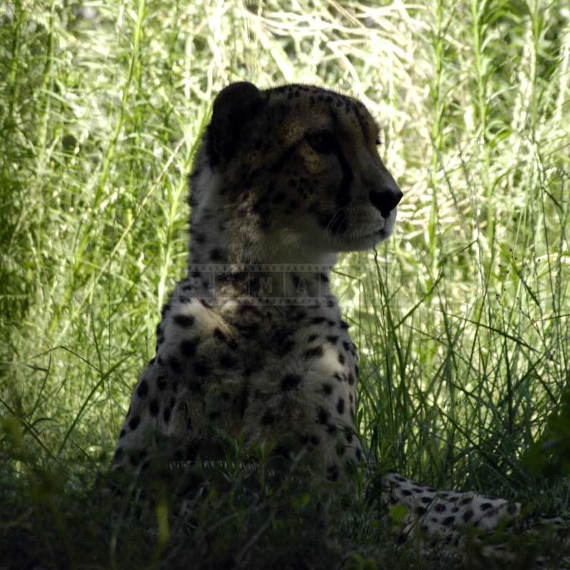 An Alert Cheetah, c