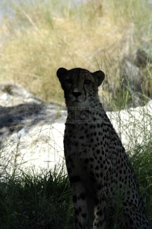 A Perfect Pose of Cheetah