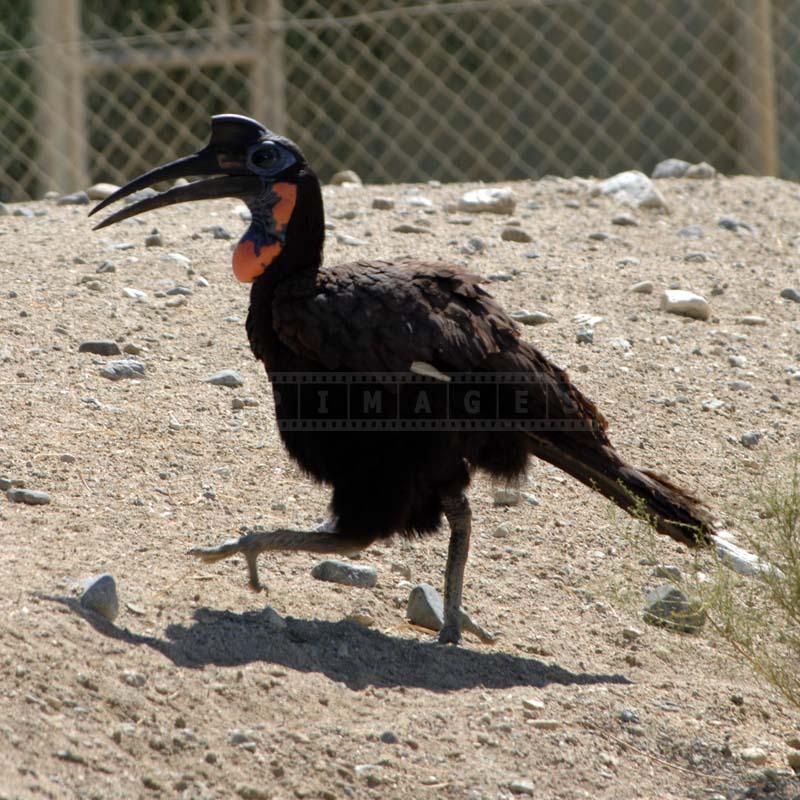 Walking Abyssinian Hornbill