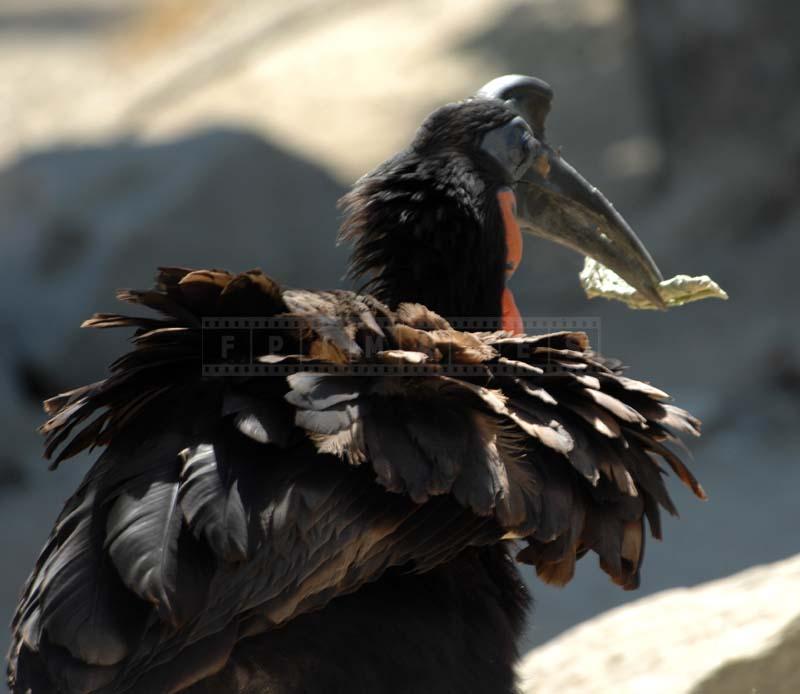 Hornbill With Food in Beak