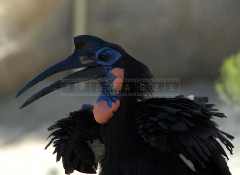 Close-up View of Hornbill