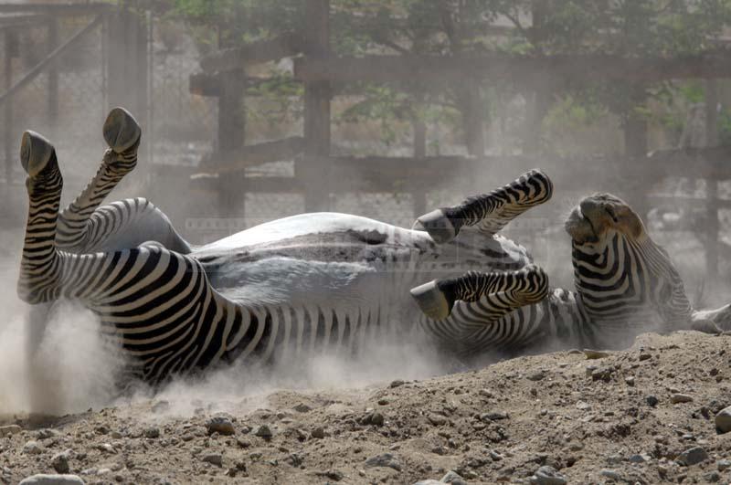 Grevy’s Zebra Playing in Dust