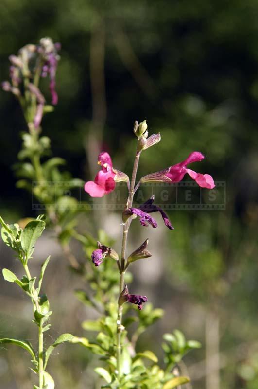 Picture of Autumn Sage at Botanical Garden