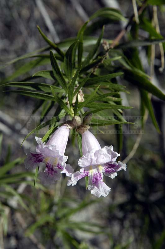 Desert Willow at Garden