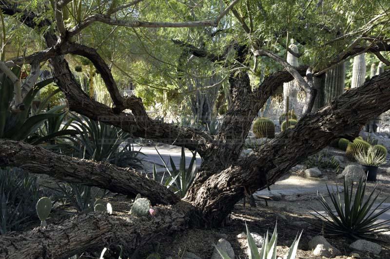 Several Honey Pod Mesquites