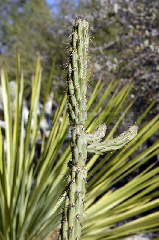 Valley Cholla Shrub