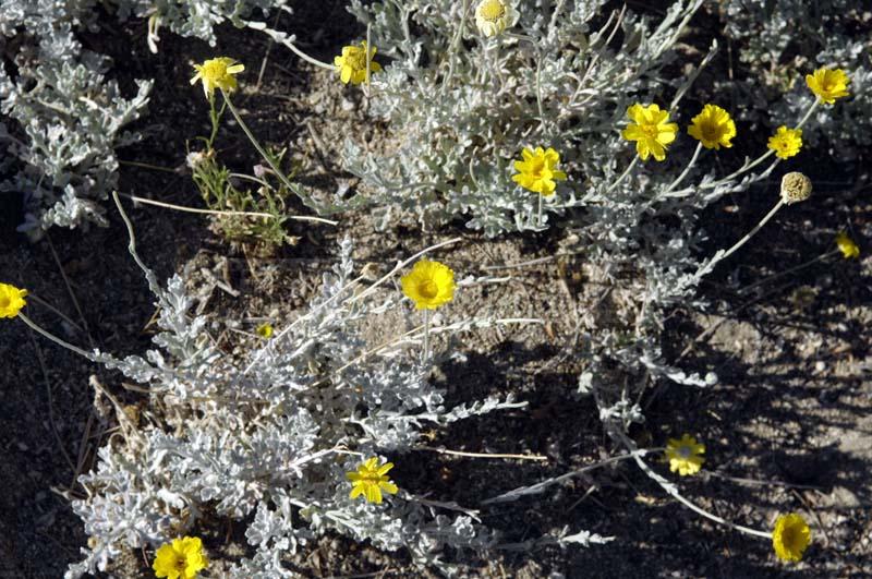 Desert Marigold at Living Desert Garden