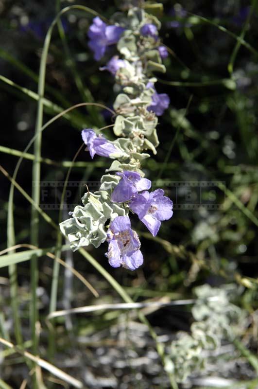 Purple Flowers of Mexican Chihuahuan Sage