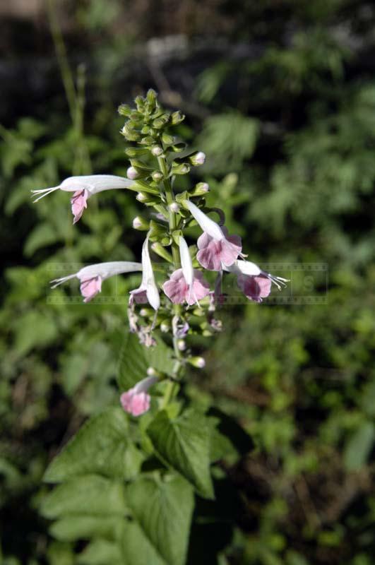 Bright Pink Flowers of Peaches & Cream Sage