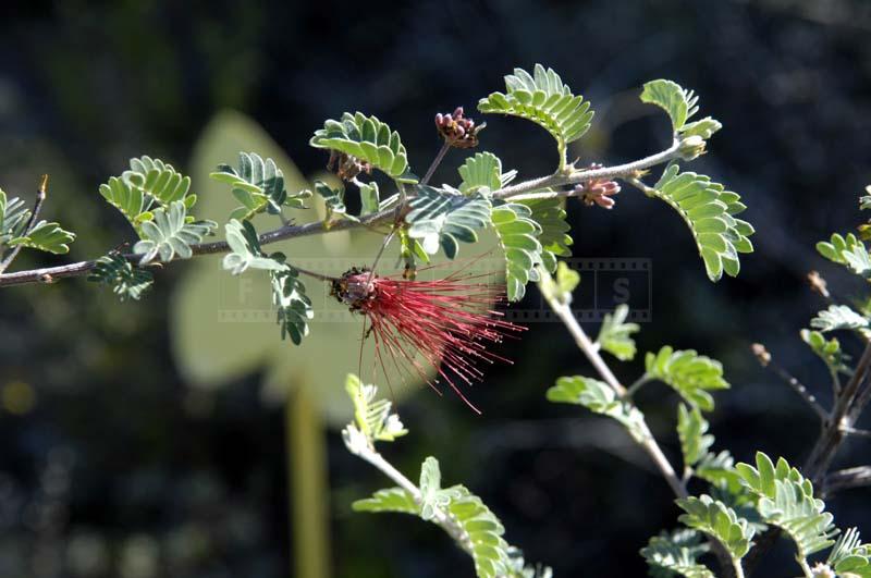 Baja Fairy Duster with Red Flowers