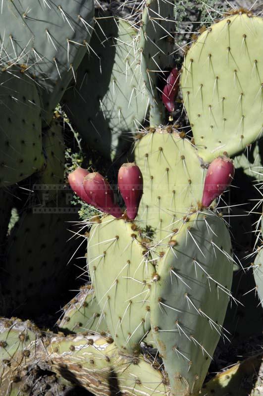 Brown Spine Prickly Pear at Living Desert