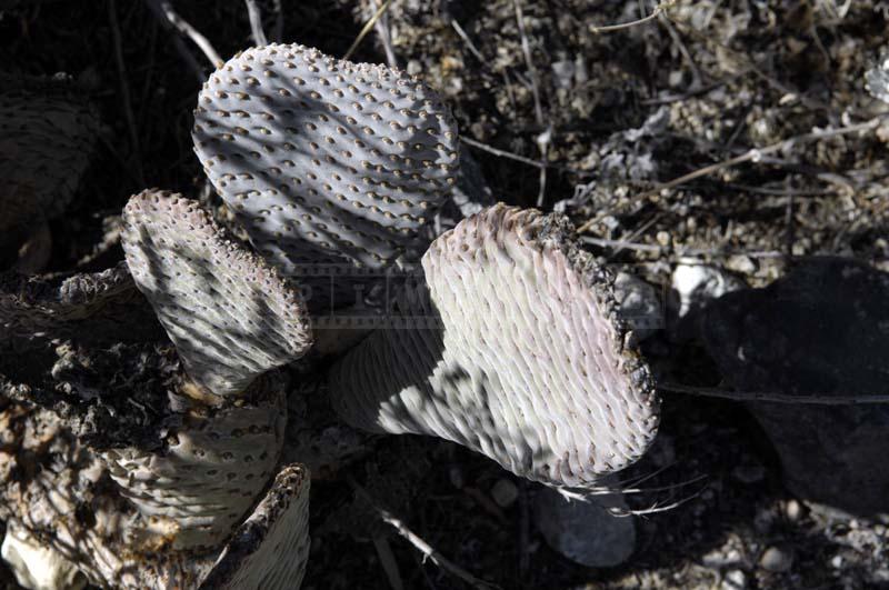 Photo of Beaver Tail Cactus