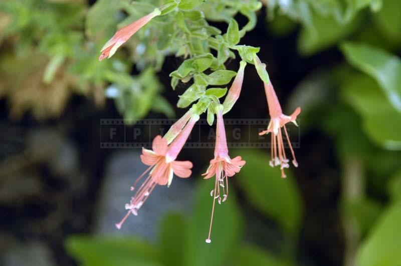 Desert Fuchsia with Flowers