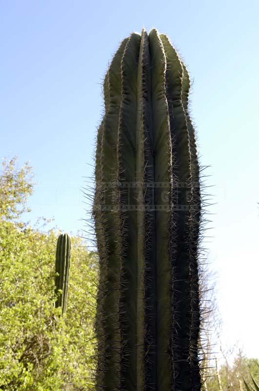 Tall Cardon in the Living Desert