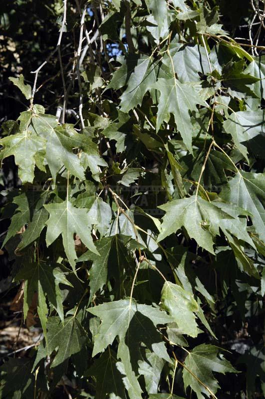 Photo of California Sycamore