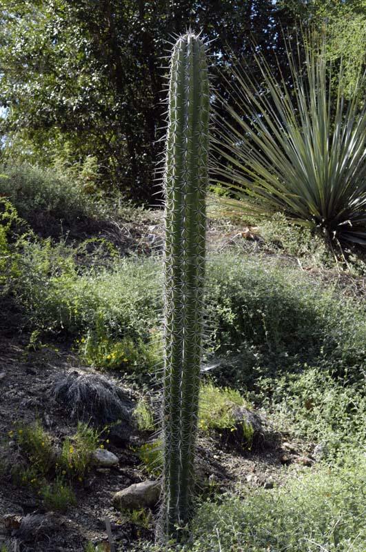 Sleek and Tall Cactus