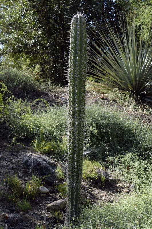 Living Desert Botanical Garden: Come Close to Nature