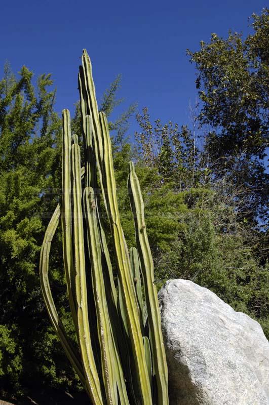 Mexican Fence Post in the Botanical Garden