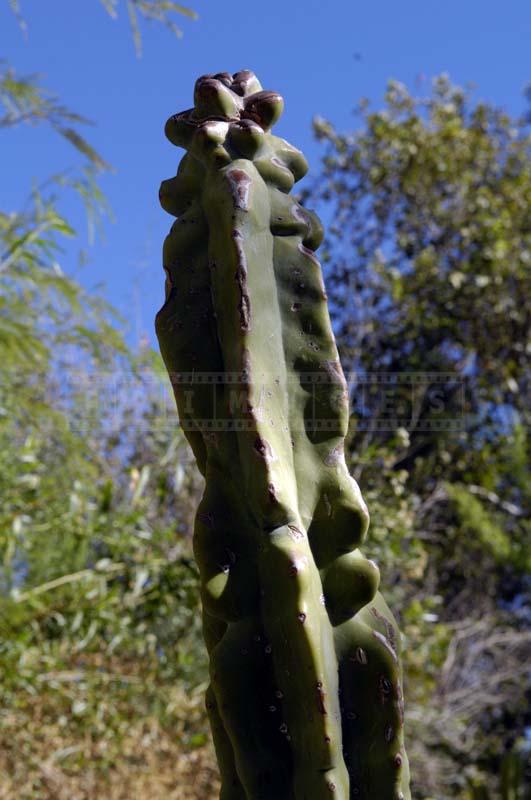 Totem Pole at Living Desert Palm Springs